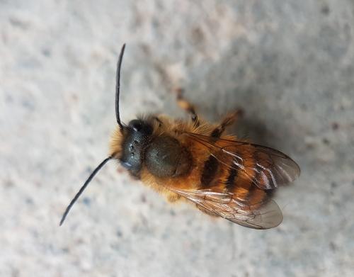 Réf. 225 390 : Osmia bicornis